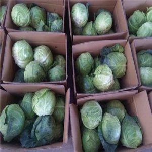 cabbage.jpg