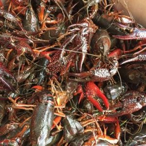 crawfish2.jpg
